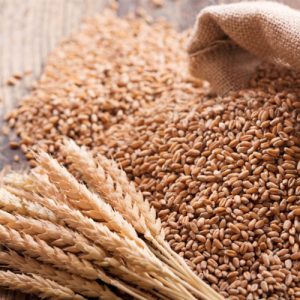 Wheat