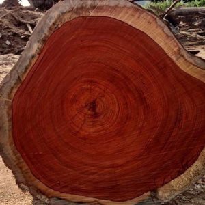 Padouk Logs