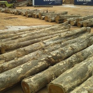 Teak Wood
