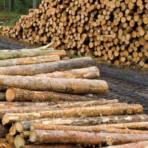 Timber Wood